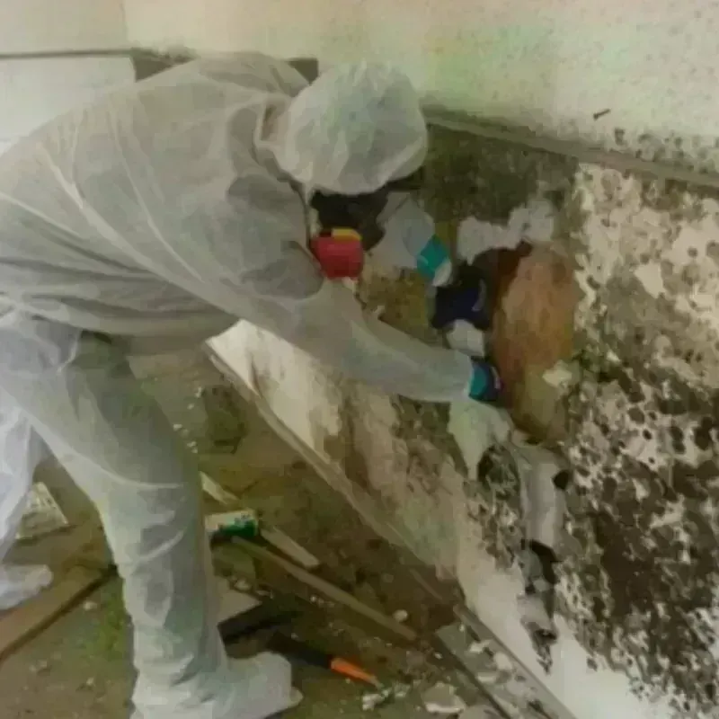 Mold Remediation and Removal in Ponca City, OK